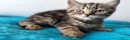 Scottish gatti in vendita: Gatti schottish  - Annuncio 3