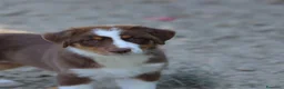 Australian Shepherd cani in vendita: Cucciole di Pastore australiano  - Annuncio 3