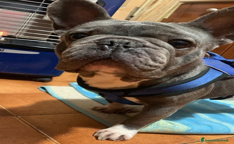 Bulldog Francese cani a Provincia di Varese - Annuncio 1