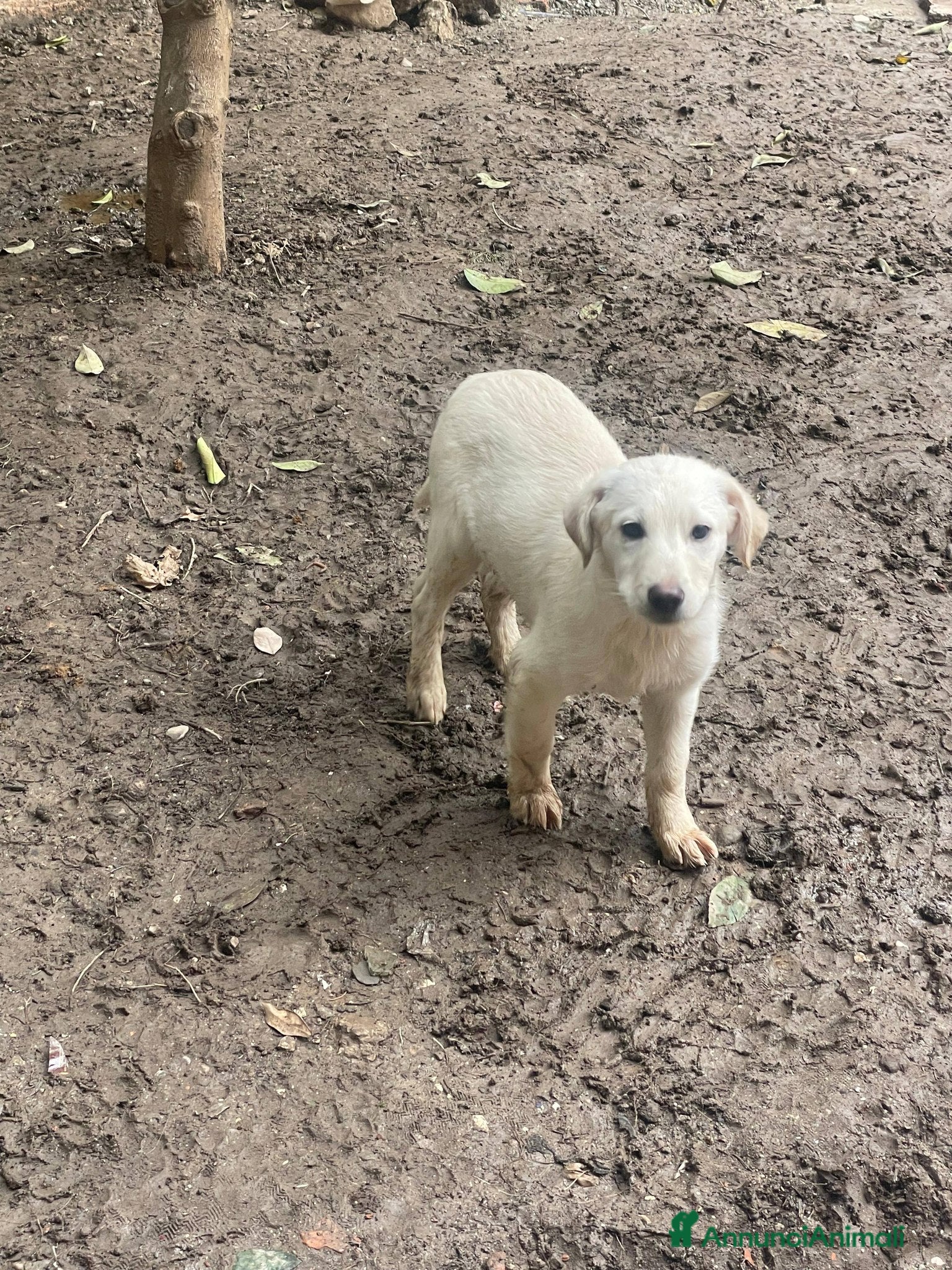 Meticcio cani Stella e Kira cucciole tenerissime - Annuncio 1