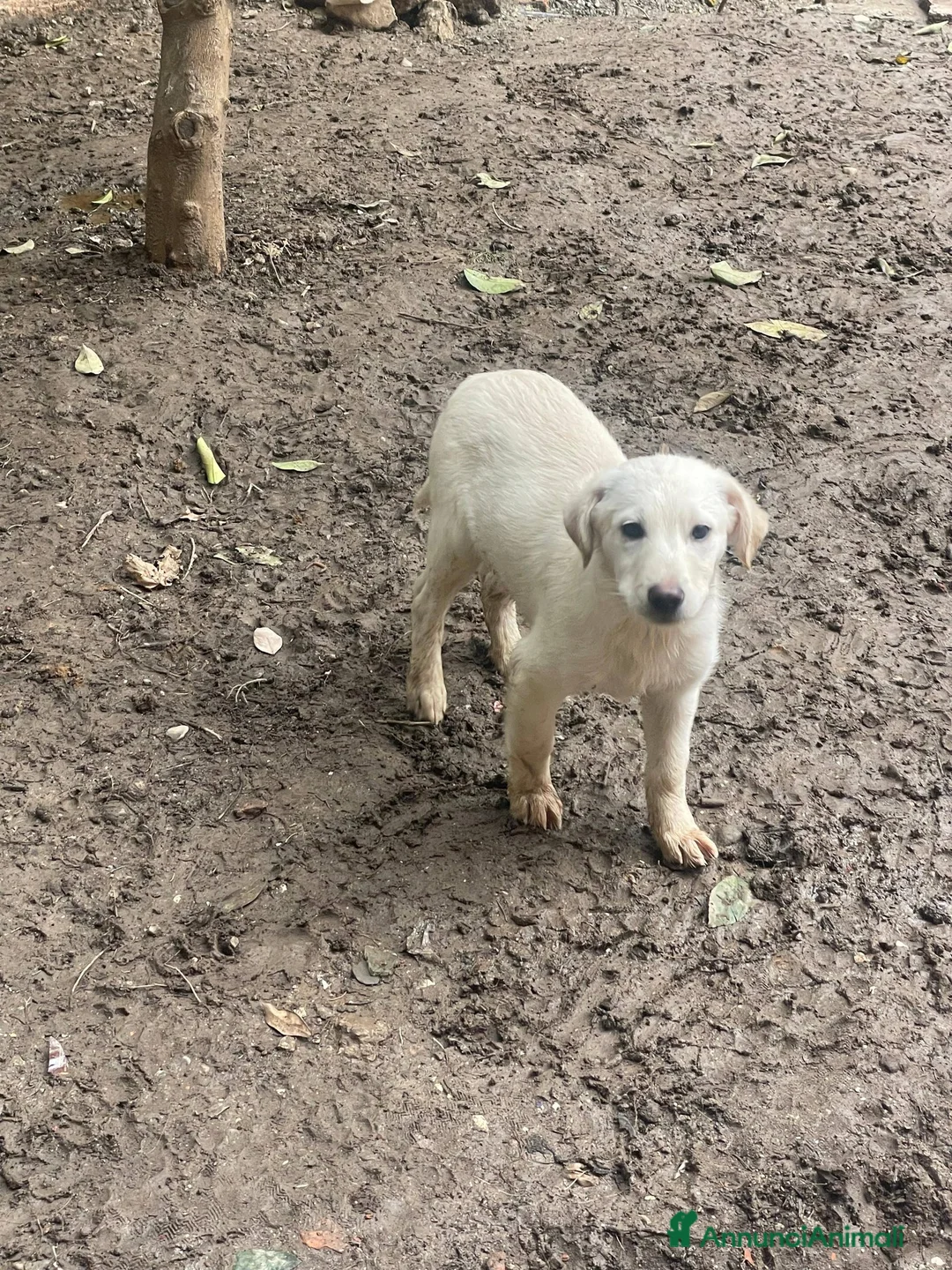 Meticcio cani in regalo: Stella e Kira cucciole tenerissime - Annuncio 1