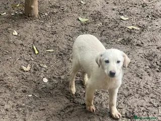 Meticcio cani Stella e Kira cucciole tenerissime - Annuncio 36