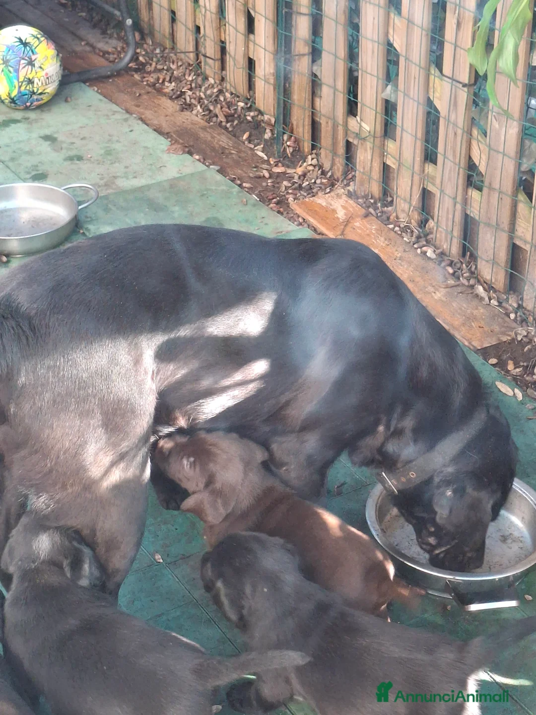 Labrador cani in vendita: Labrador retriver - Annuncio 1
