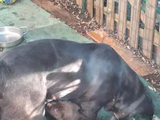 Labrador cani Labrador retriver - Annuncio 33