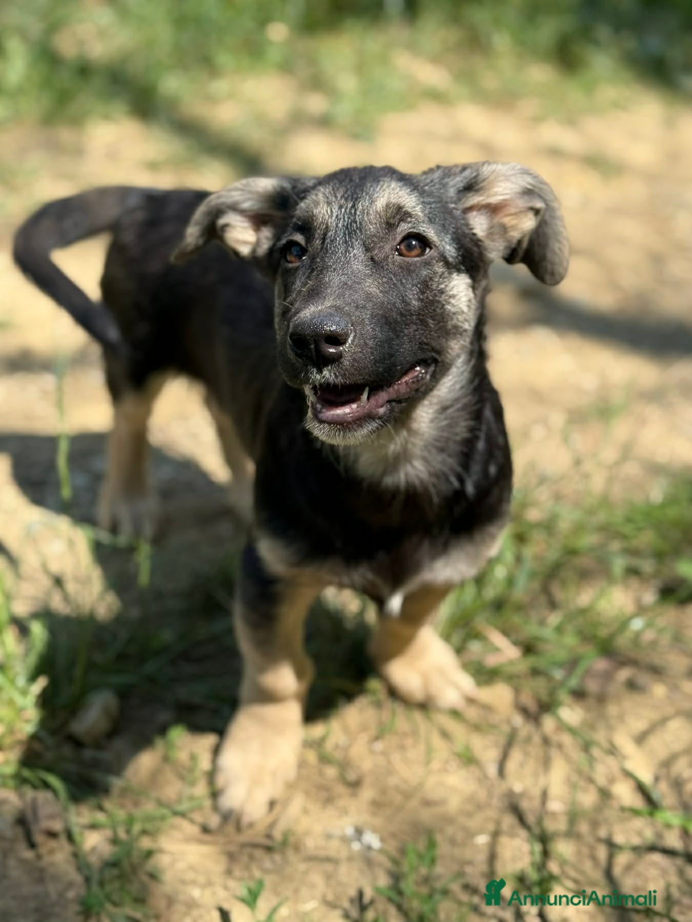 Meticcio cani in regalo: VITA, simpaticissima cucciolotta! TG MEDIO PICCOLA - Annuncio 7