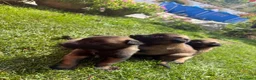 Beagle cani in vendita: Pastore belga Malinois  - Annuncio 17