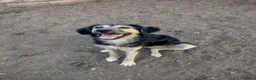 Meticcio cani in regalo: Ciao a tutti da Remì 1 anno di bontà (Catania) - Annuncio 3