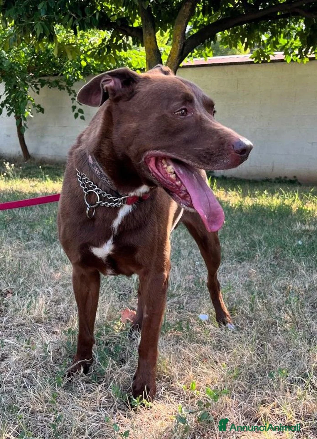 Meticcio cani in regalo: CARAMELLO CERCA FAMIGLIA - Annuncio 2