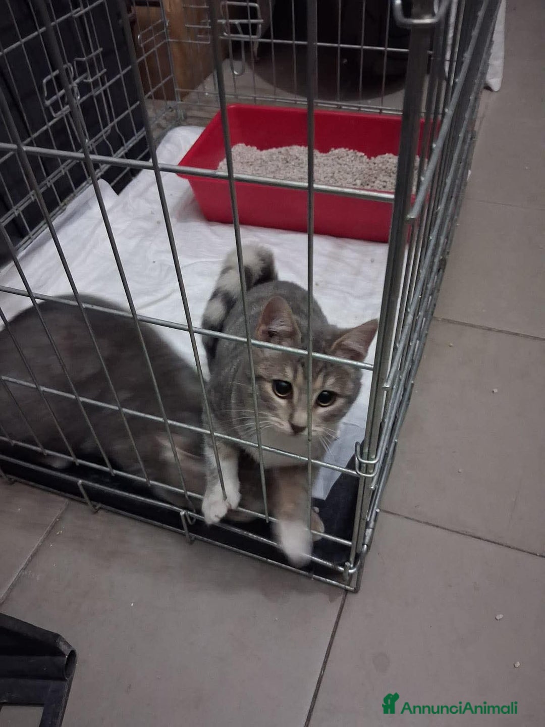 Meticcio gatti in regalo: Perla e Priscilla  - Annuncio 4