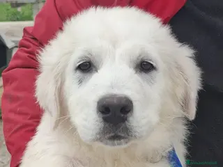 Pastore Maremmano cani Sisma - Annuncio 3