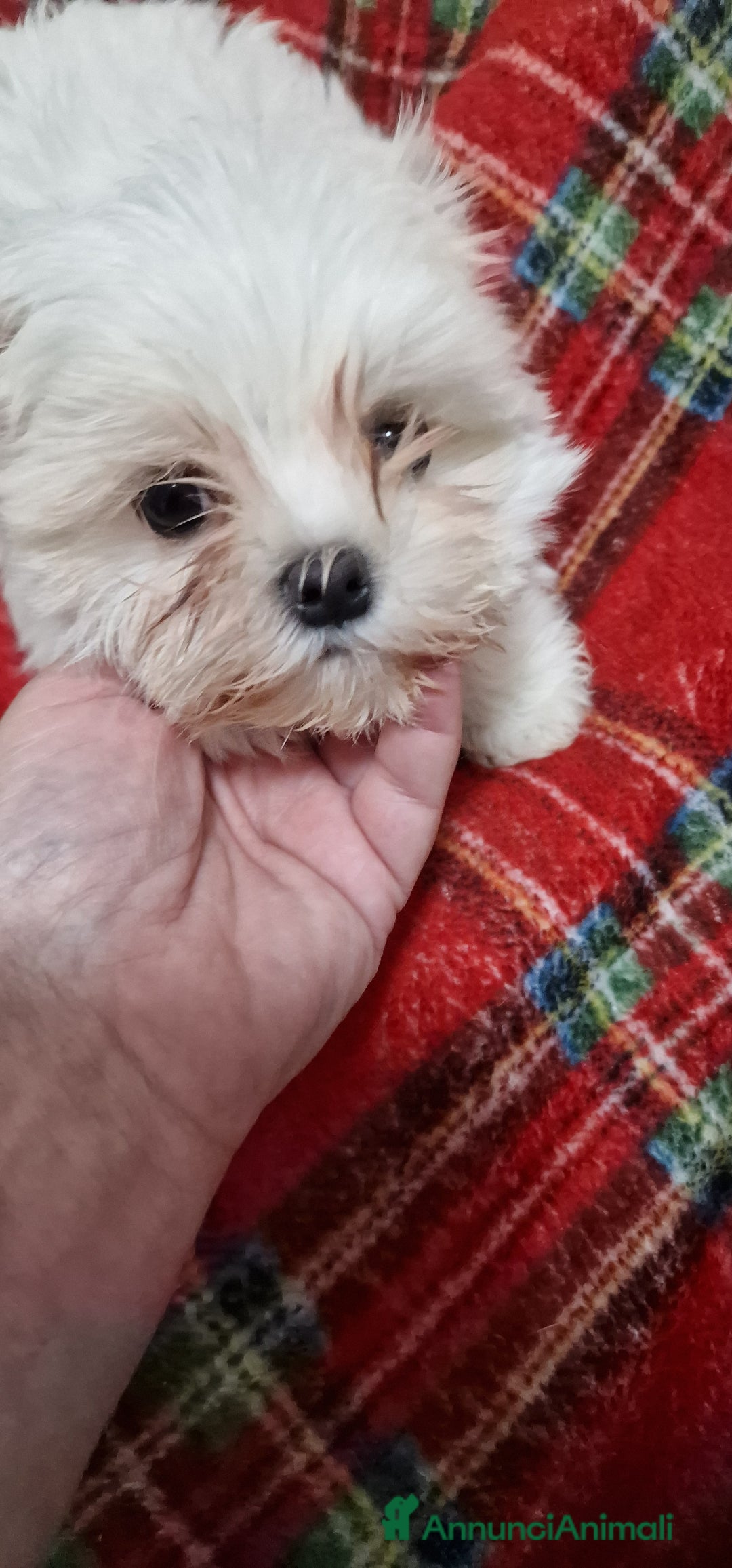 Maltese cani in vendita: Maltesi cucciole femmine - Annuncio 4