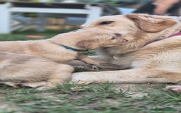 Golden Retriever cani in vendita: Vendesi cuccioli di Golden retriever  a Provincia di Lucca - Immagine 2