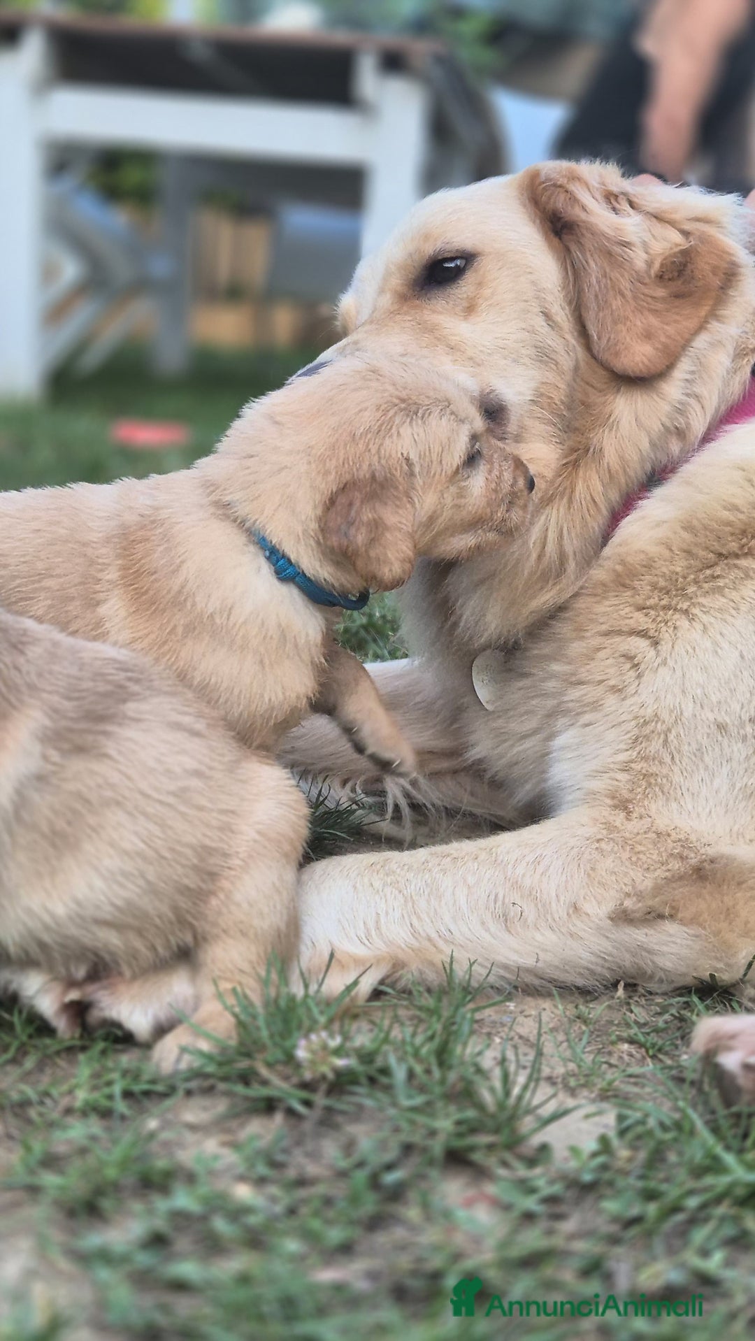 Golden Retriever cani in vendita: Vendesi cuccioli di Golden retriever  a Provincia di Lucca - Immagine 2