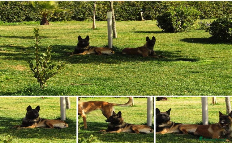 Pastore Belga cani in vendita a Metropolitan City of Cagliari - Annuncio 2
