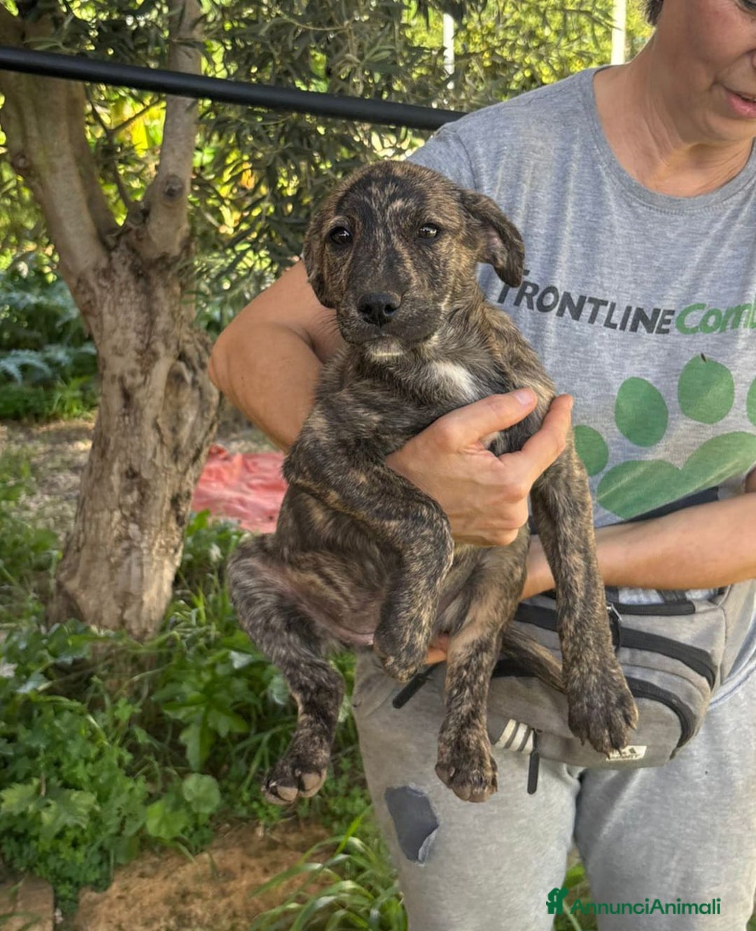 Altre razze cani in regalo: stella  - Annuncio 3