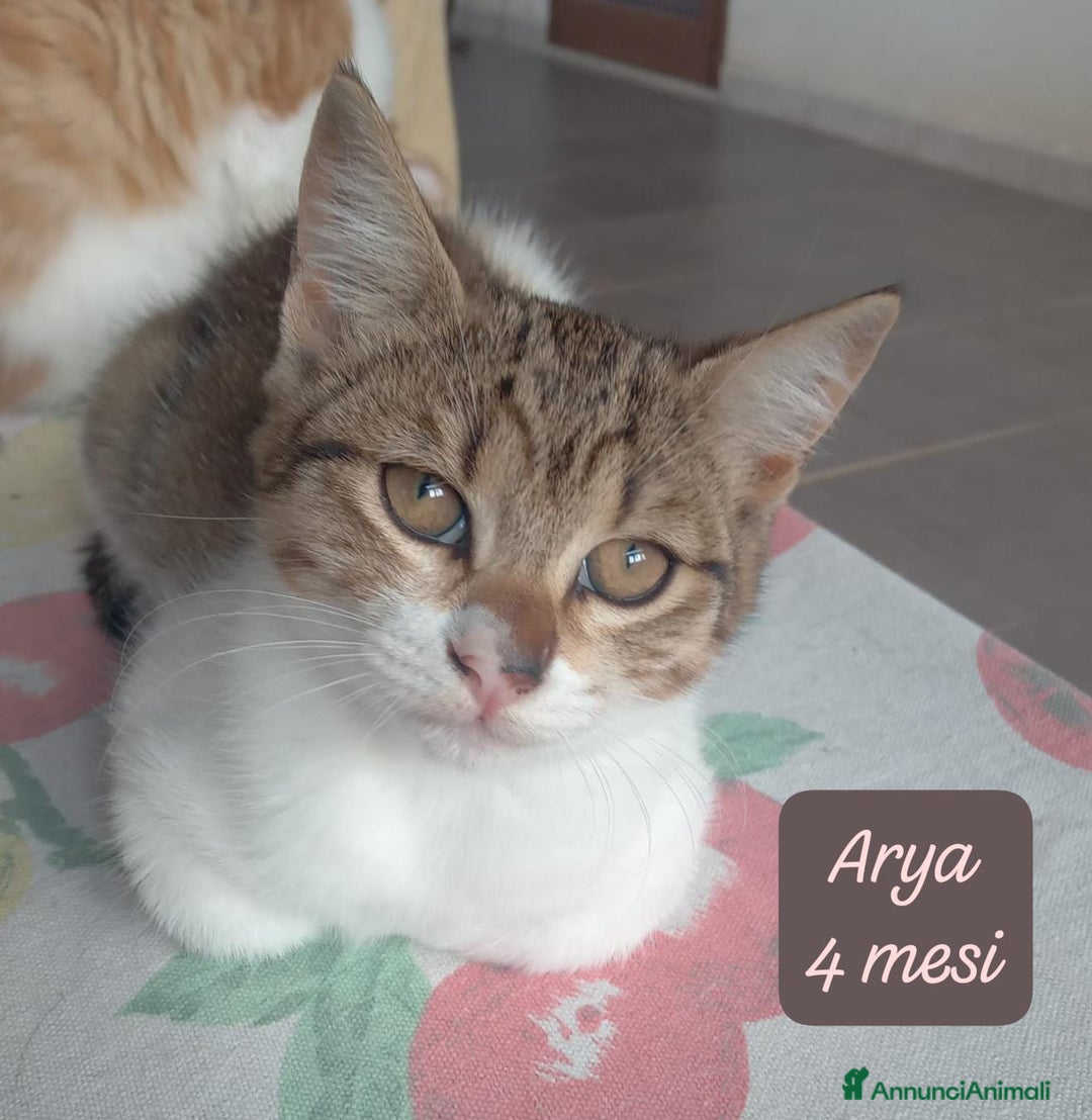 Altre razze gatti in regalo: S.o.s. gattini da salvare  - Annuncio 6