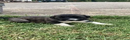 Pastore del Caucaso cani in vendita: Cuccioli di pastore del caucaso  - Annuncio 9