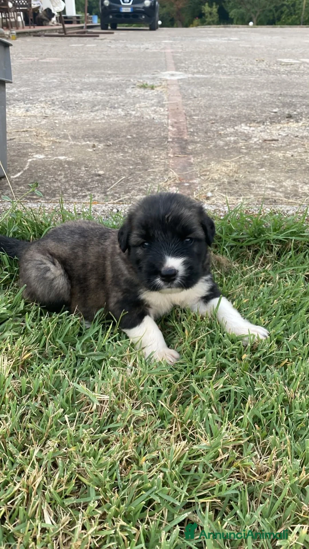 Pastore del Caucaso cani in vendita: Cuccioli di pastore del caucaso  - Annuncio 9