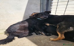 Meticcio cani in regalo: Luigi: timido, docile, socievole  a Città Metropolitana di Genova - Immagine 22