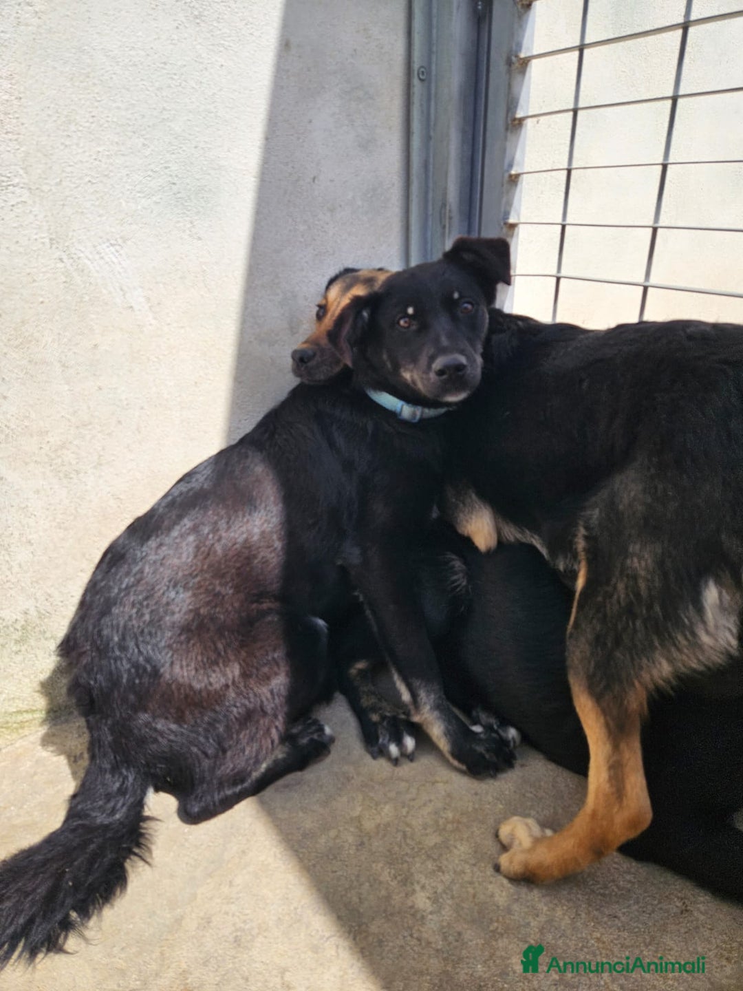 Meticcio cani in regalo: Luigi: timido, docile, socievole  a Città Metropolitana di Genova - Immagine 22