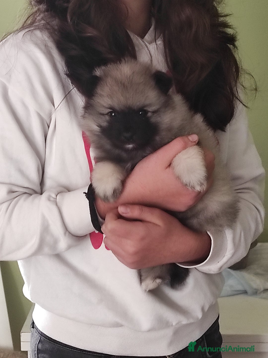 Wolfspitz cani in vendita: Wolfspitz keeshond  - Annuncio 2