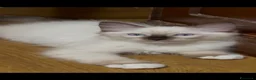 Ragdoll gatti in vendita: Gattini Ragdol  - Annuncio 3