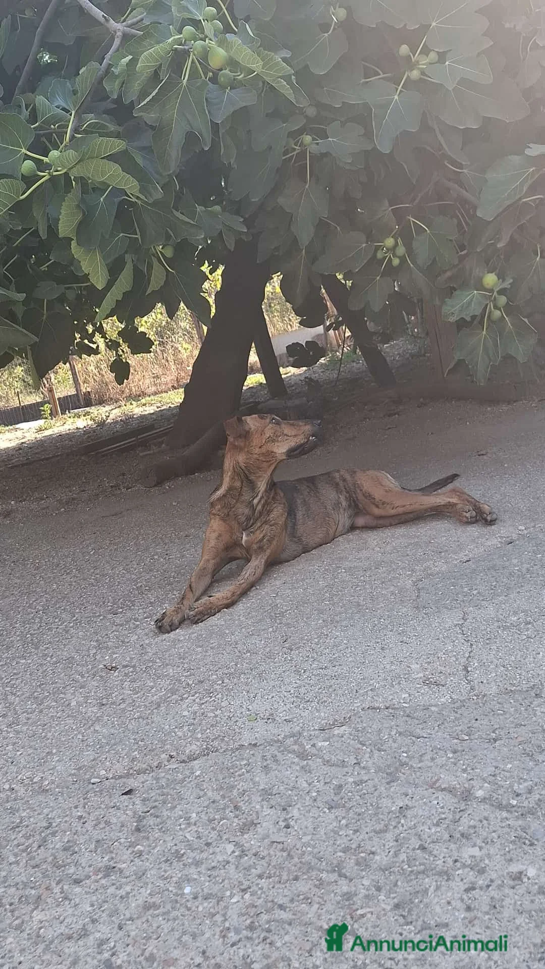 Meticcio cani in regalo: Chanel! (18kg-8 mesi)  - Annuncio 2
