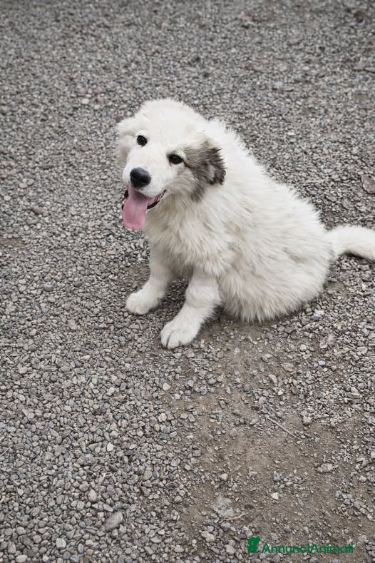 Meticcio cani Baby . - Annuncio 41