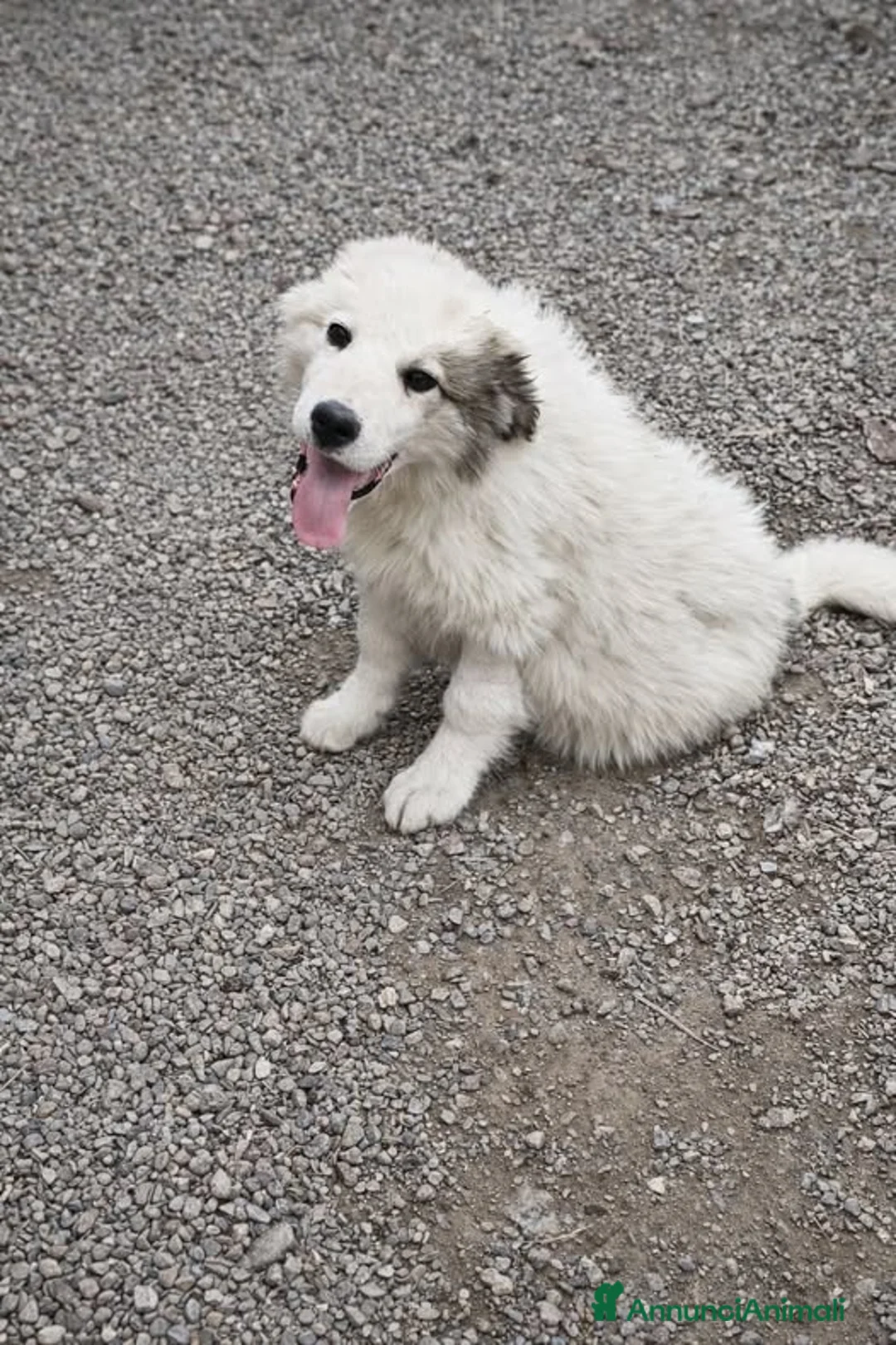 Meticcio cani in regalo: Baby . - Annuncio 1