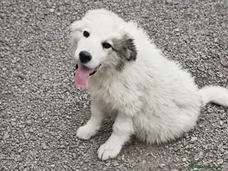 Meticcio cani Baby . - Annuncio 41