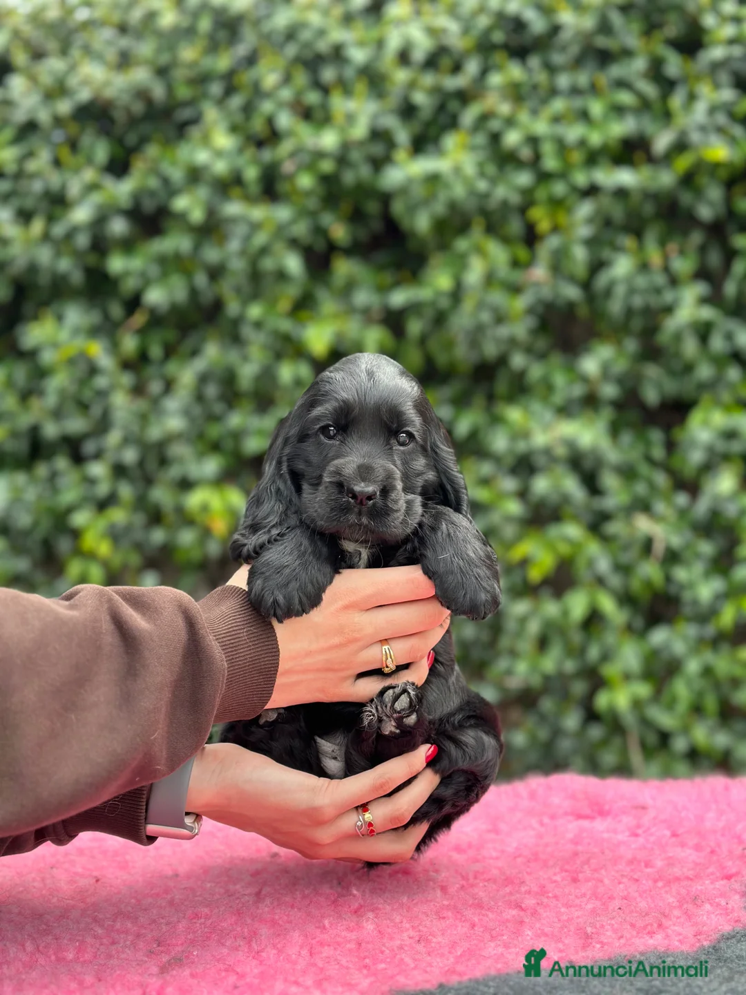 Cocker cani in vendita: Cocker spaniel inglese  - Annuncio 1