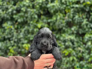 Cocker cani Cocker spaniel inglese - Annuncio 3