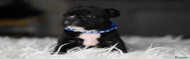 Bulldog Francese Cucciolo 3