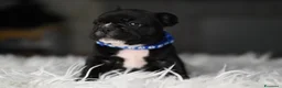 Bulldog Francese cani in vendita: Cuccioli di bulldog francese Brindle  - Annuncio 10