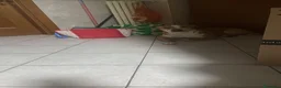 Pitbull cani in regalo: Regalo Pitbull di un anno a Città Metropolitana di Torino - Annuncio 2