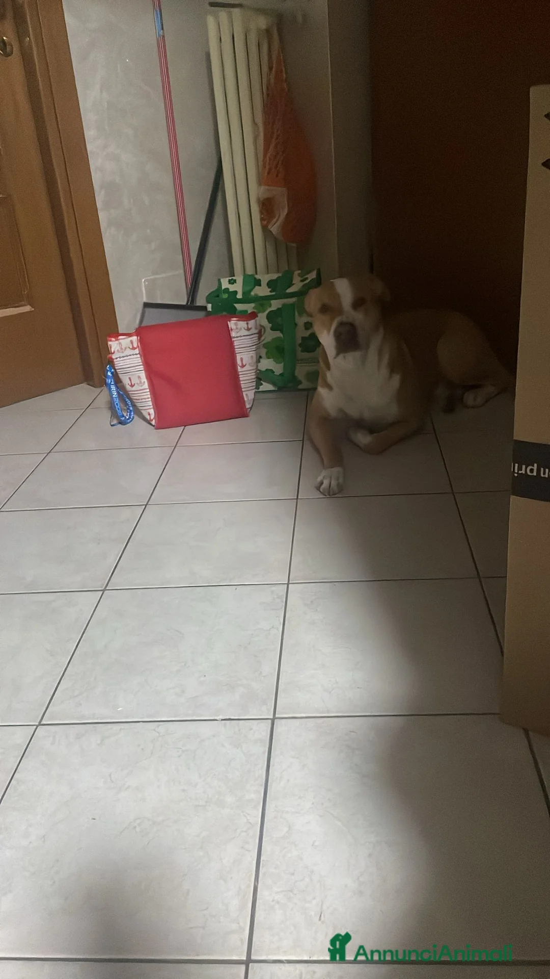 Pitbull cani in regalo: Regalo Pitbull di un anno a Città Metropolitana di Torino - Annuncio 2