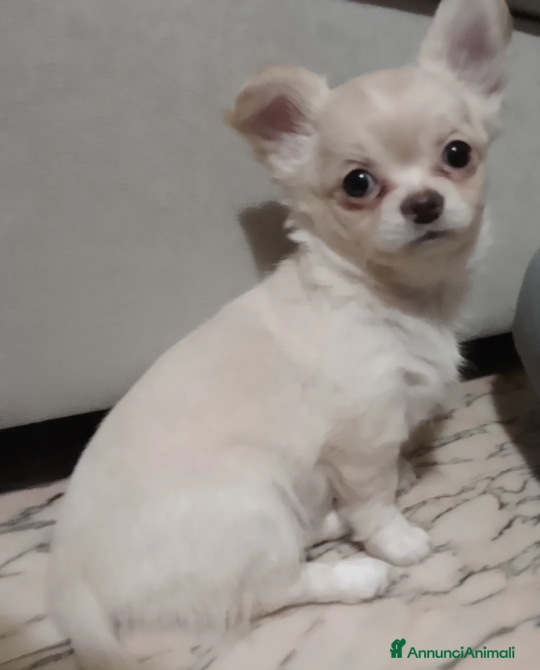 Chihuahua cani in vendita: Cuccioli chihuahua - Annuncio 3