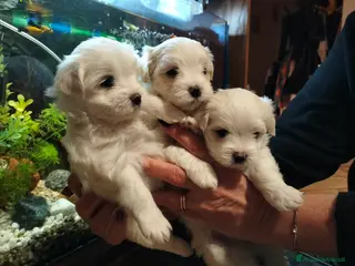 Maltese cani Cuccioli di razza Maltese - Annuncio 8