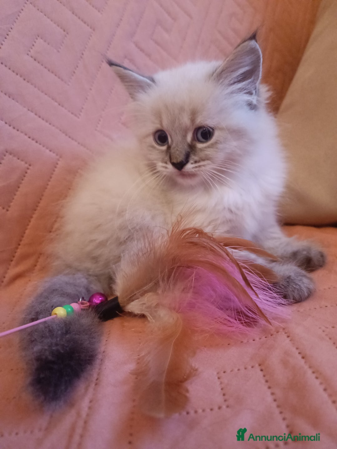 Siberiano gatti in vendita: Cuccioli siberiani  - Annuncio 3