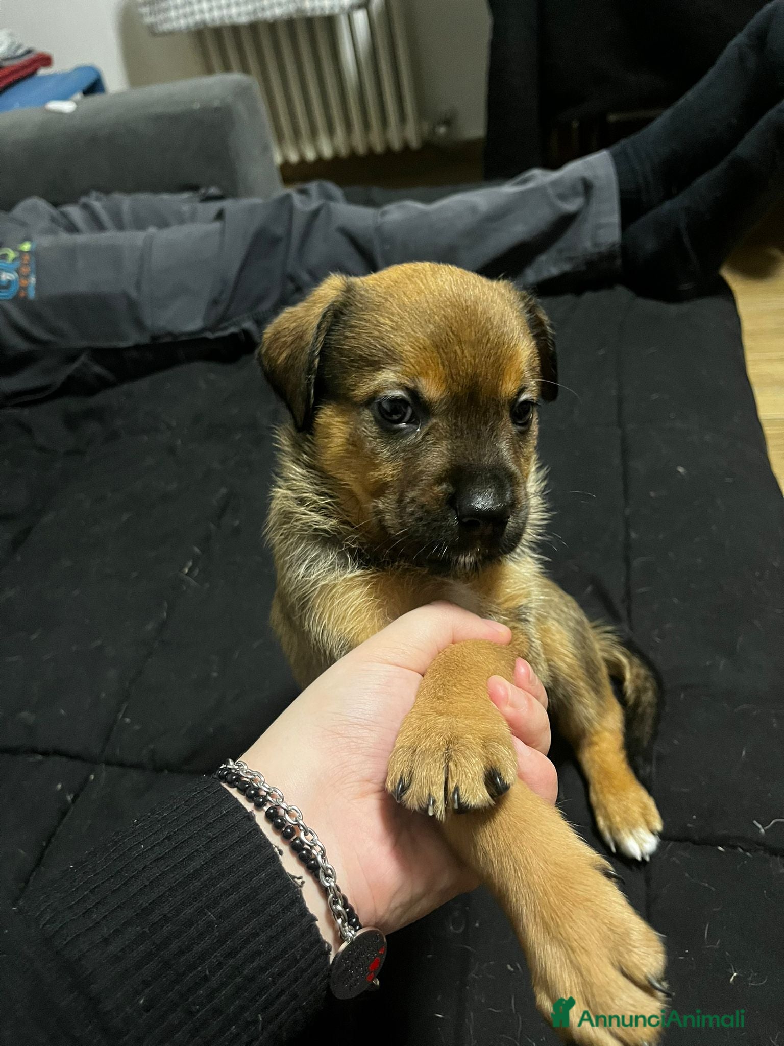 Meticcio cani Disponibile 3 cuccioli di cane di 3 mesi  - Annuncio 2