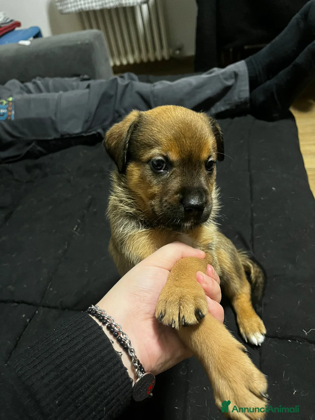 Meticcio cani in vendita: Disponibile 3 cuccioli di cane di 3 mesi  - Annuncio 1