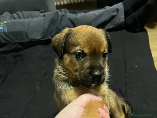 Meticcio cani Disponibile 3 cuccioli di cane di 3 mesi - Annuncio 2