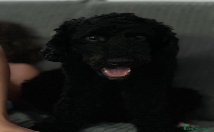 Barbone cani a Provincia di Pescara - Annuncio 16