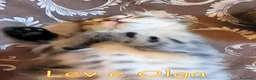 Europeo gatti in regalo: Vi presentiamo #Lev e #Olga. - Annuncio 7