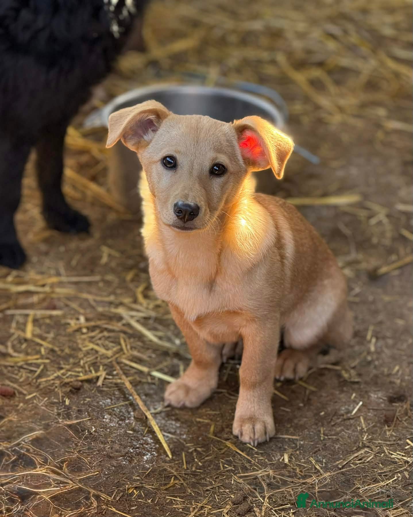 Meticcio cani VINKA, cucciola super simpatica! TG MEDIO PICCOLA - Annuncio 33