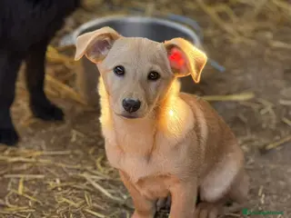 Meticcio cani VINKA, cucciola super simpatica! TG MEDIO PICCOLA - Annuncio 33