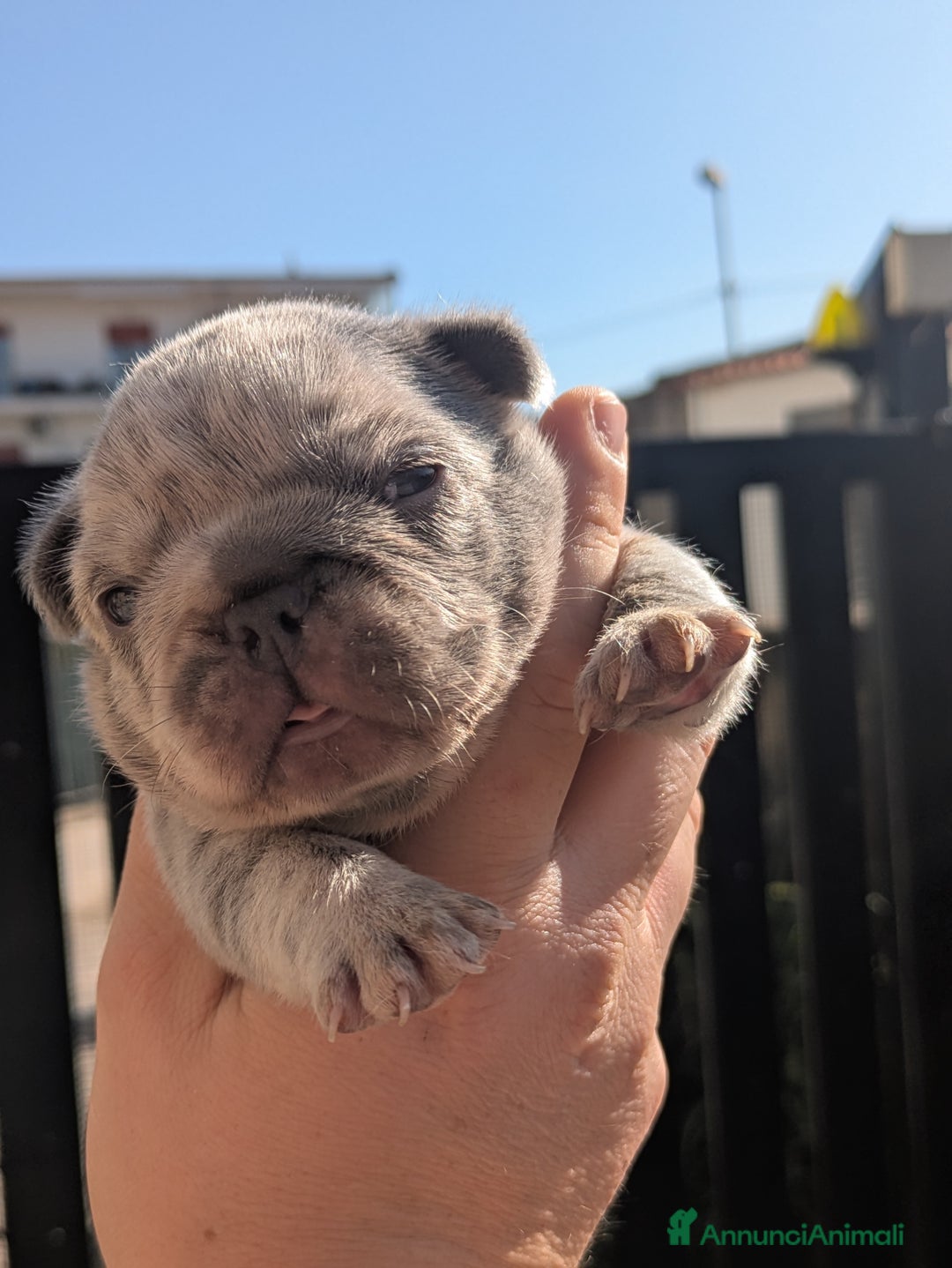 Bulldog Francese cani in vendita: Bulldog francese  - Annuncio 7