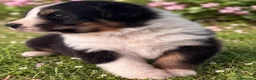 Australian Shepherd cani in vendita: Maschietti Pastore Australiano  a Città Metropolitana di Genova - Annuncio 2
