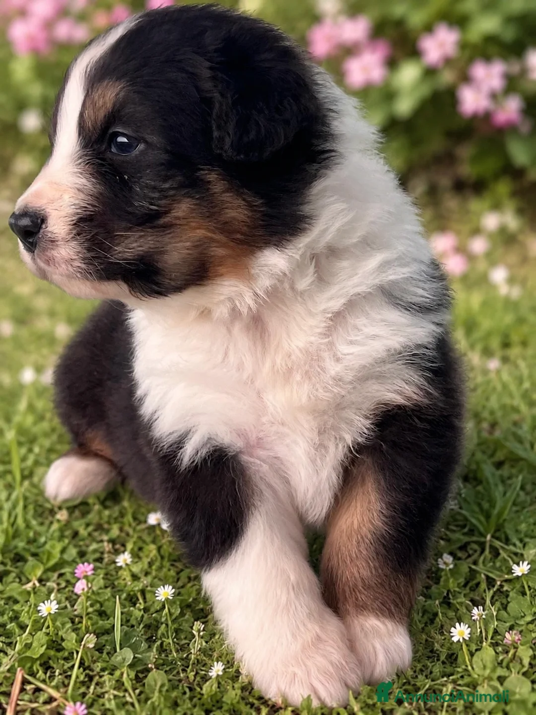 Australian Shepherd cani in vendita: Maschietti Pastore Australiano  a Città Metropolitana di Genova - Annuncio 2