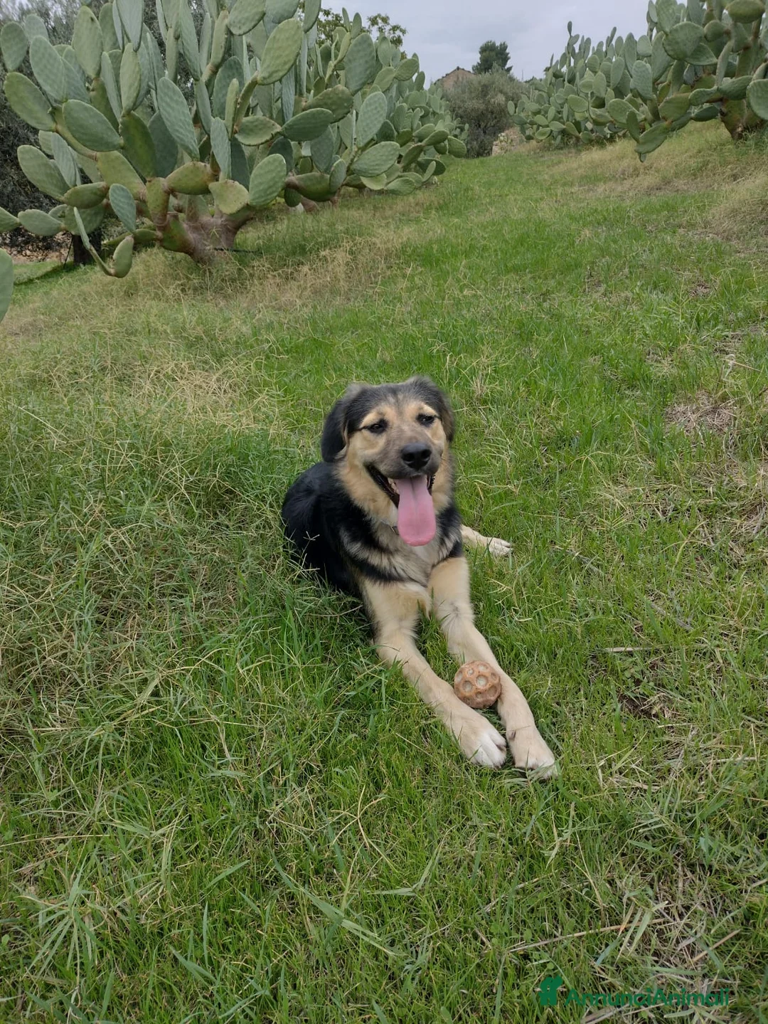 Meticcio cani in regalo: Splendido Simil Pastore di 8 mesi (Catania) - Annuncio 7